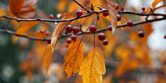 Ast mit orangenen Blättern und rötlichen Früchten im Herbst
